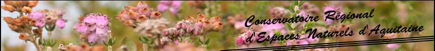 Erica tetralix