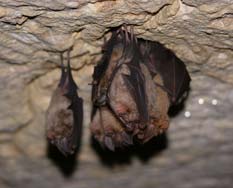 Rhinolophus ferrumequinum