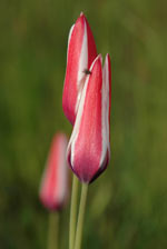 Tulipe de l'Ecluse